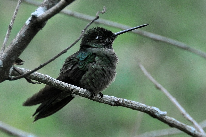 Rivoli's kolibrie